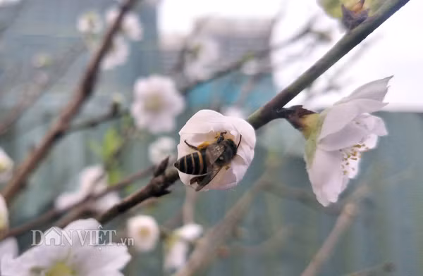 Khác với loại hoa đào khác, bạch đào tỏa hương thơm dịu nhẹ, phảng phất đây cũng là điểm thu hút các loài ong đến "thưởng thức".