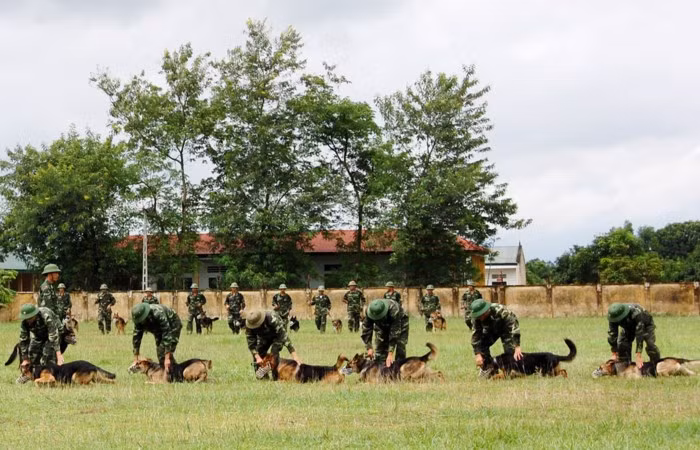 Chó nghiệp vụ là người bạn đồng hành không thể thiếu, hỗ trợ cho lực lượng Bộ đội Biên phòng (BĐBP) rất nhiều trong công việc. Chính vì vậy, việc huấn luyện chó phục vụ mục đích tác chiến là nhiệm vụ vô cùng quan trọng. Xếp đội hình bò chiến thuật. Ảnh: Phan Anh.