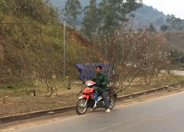 Đào rừng được người dân địa phương trở bằng xe máy mang ra bày bán ở ven đường Quốc Lộ 6