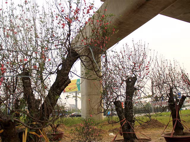 Những gốc đào to, thâm niên lâu năm có giá tới hàng chục triệu đồng.