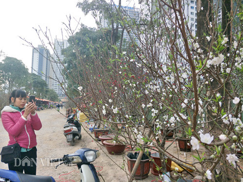 Nhiều bạn trẻ thích thú ghi lại những khoảnh khắc cùng đào trắng.