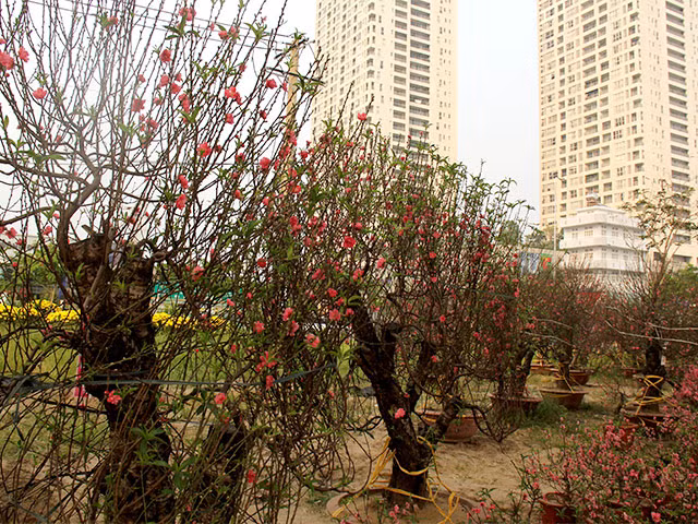 "Ở Hà Nội có thể dùng đào cành nhưng ở TP.HCM nóng quá chưng cành đào sẽ nở sớm nên chỉ có thể chơi cây", anh Nguyễn Văn Hào chia sẻ.