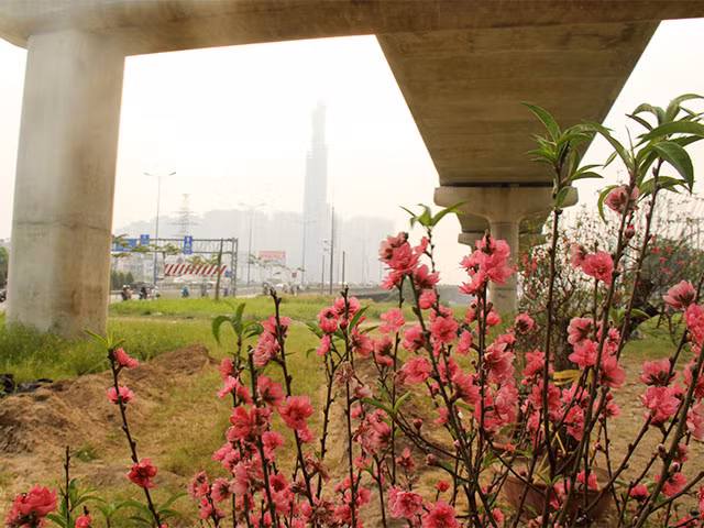 Mặc dù chở từ Bắc vào cực, chi phí vận chuyển đắt đỏ nhưng anh Hào khá vui khi thấy dân Sài Gòn khá ưa chuộng đào. Anh chỉ mới xuống hàng 2 ngày đã bán được hơn phân nửa.