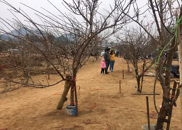 Nhiều du khách đi theo các chuyến xe khách về quê ăn Tết, đã dừng lại để chọn những cành đào rừng đẹp bắt mắt, làm quà biếu người thân và trang trí nhà cửa đón Tết Mậu tuất 2018