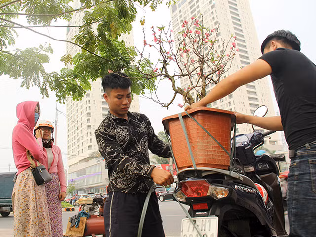 Khách phương Nam chọn đào Nhật Tân chơi tết ở Sài Gòn. Những cành đào nhỏ khoảng 1 - 1,5 triệu đồng/chậu.
