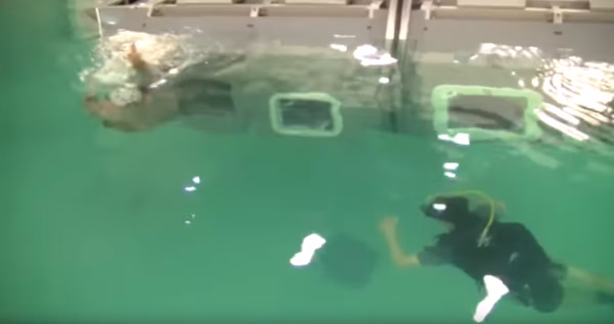 Việc giúp đỡ nhau khi mắc kẹt dưới nước là điều bị hạn chế tối đa do nó có thể khiến nhiều người mắc kẹt hơn. Nguồn ảnh: Daily Military.