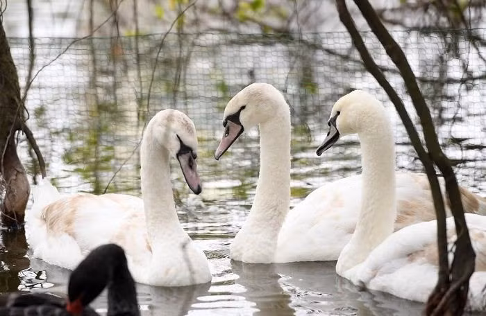 Người tặng thiên nga cho Hà Nội từng bị truy tố và xử phạt