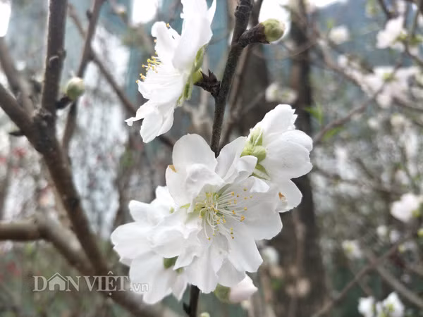 Các bông hoa đào nở trắng tinh như tuyết. "Ở Hà Nội cả chục năm nhưng bây giờ tôi mới nhìn thấy hoa đào tuyết, hoa đào này không chỉ rất đẹp mà còn có mùi thơm nhẹ nhàng rất tuyệt vời" - chị Minh, ở quận Thanh Xuân chia sẻ.