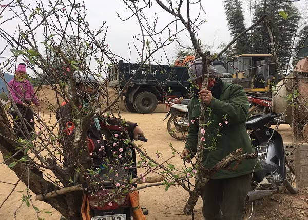 Đồng bào dân tộc Thái thuộc bản Hôm, xã Chiềng Cọ, TP. Sơn La đáng gỡ đào rừng từ xe máy xuống bày bán cho khách hàng