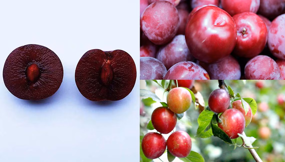 Mận đỏ Tả Van ăn giòn, róc hạt, khi chín có vị ngọt sắc và gần như không còn vị chua nữa. Những trái mận còn tươi được bao phủ bên ngoài bởi lớp phấn trắng mỏng trông vô cùng ngon mắt. Chính vì những ưu điểm này mà giá mận Tả Van khi về đến Hà Nội khá cao, dao động từ 70.000 - 80.000 đồng/kg và thường được bán trong các cửa hàng hoa quả sạch hoặc đặc sản vùng cao, chứ không bán đại trà ở chợ. 