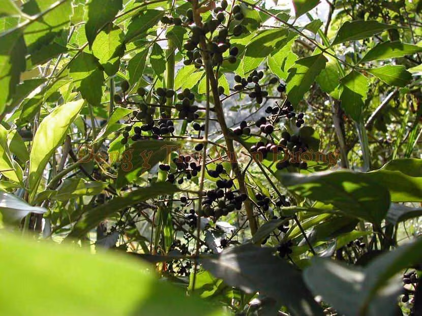 Quả xoan rừng có vị đắng, tính hàn, được nhiều người mua về để phơi khô có tác dụng chữa nhiều bệnh như bệnh lỵ amip, trị mụn cóc, nốt ruồi, thanh nhiệt, sát trùng, giải độc gan... Ảnh: Internet.