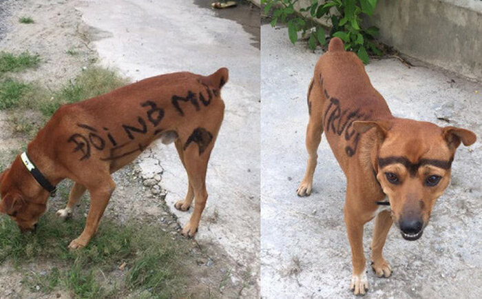 “Cau Vang” khien nguoi di duong cuoi ngat-Hinh-4