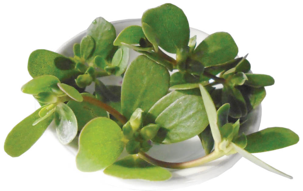 2 điều cấm kỵ khi ăn rau sam hoặc dùng rau sam làm thuốc: 1. Lạm dụng rau sam để chữa bệnh: Rau sam là một loại rau mọc dại, ngoại hình của chúng rất dễ nhầm lẫn với nhiều loại rau dại khác. Vì vậy trước khi sử dụng rau sam để chữa bệnh theo Đông y nên có sự tư vấn của lương y, bác sĩ để phân biệt đúng loại rau, đồng thời được kê liều lượng sử dụng phù hợp, nếu không có thể gây ra biến chứng. 