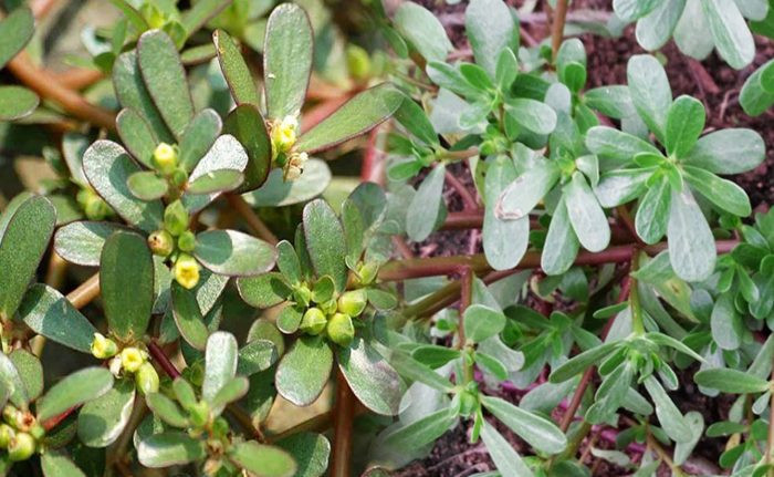 3. Chữa tiểu buốt, tiểu ra máu: Nước ép rau sam: rau sam 100g rửa sạch để ráo, giã nát, thêm nước sôi để nguội vắt lấy 100ml, thêm ít đường trắng khuấy đều. Ngày làm 3 lần. Dùng tốt người bị viêm đường tiết niệu, mụn nhọt, lở ngứa. 