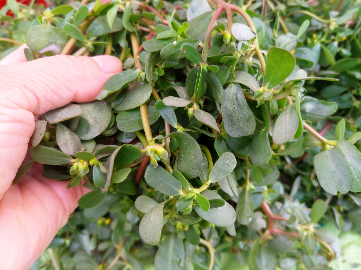 Nếu thuộc nhóm người phải dùng thuốc bắc, bạn không nên ăn rau sam vì có thể ảnh hưởng đến hiệu quả của thuốc hoặc làm nặng thêm tình trạng bệnh. 