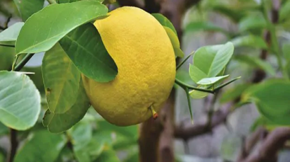 Các chất chống oxy hóa, bao gồm vitamin C, có thể giúp ngăn ngừa tổn thương da do các gốc tự do có hại gây ra, giúp bạn giữ được vẻ ngoài trẻ trung hơn. Ảnh: BD.