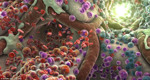 Mỗi giây, cơ thể con người sản xuất 25 triệu tế bào. Theo tính toán như vậy, cứ mỗi giây, cơ thể con người sản xuất các tế bào nhiều hơn cả dân số của Canada.