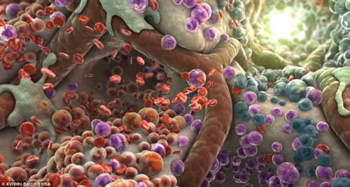 Mỗi giây, cơ thể con người sản xuất 25 triệu tế bào. Theo tính toán như vậy, cứ mỗi giây, cơ thể con người sản xuất các tế bào nhiều hơn cả dân số của Canada.