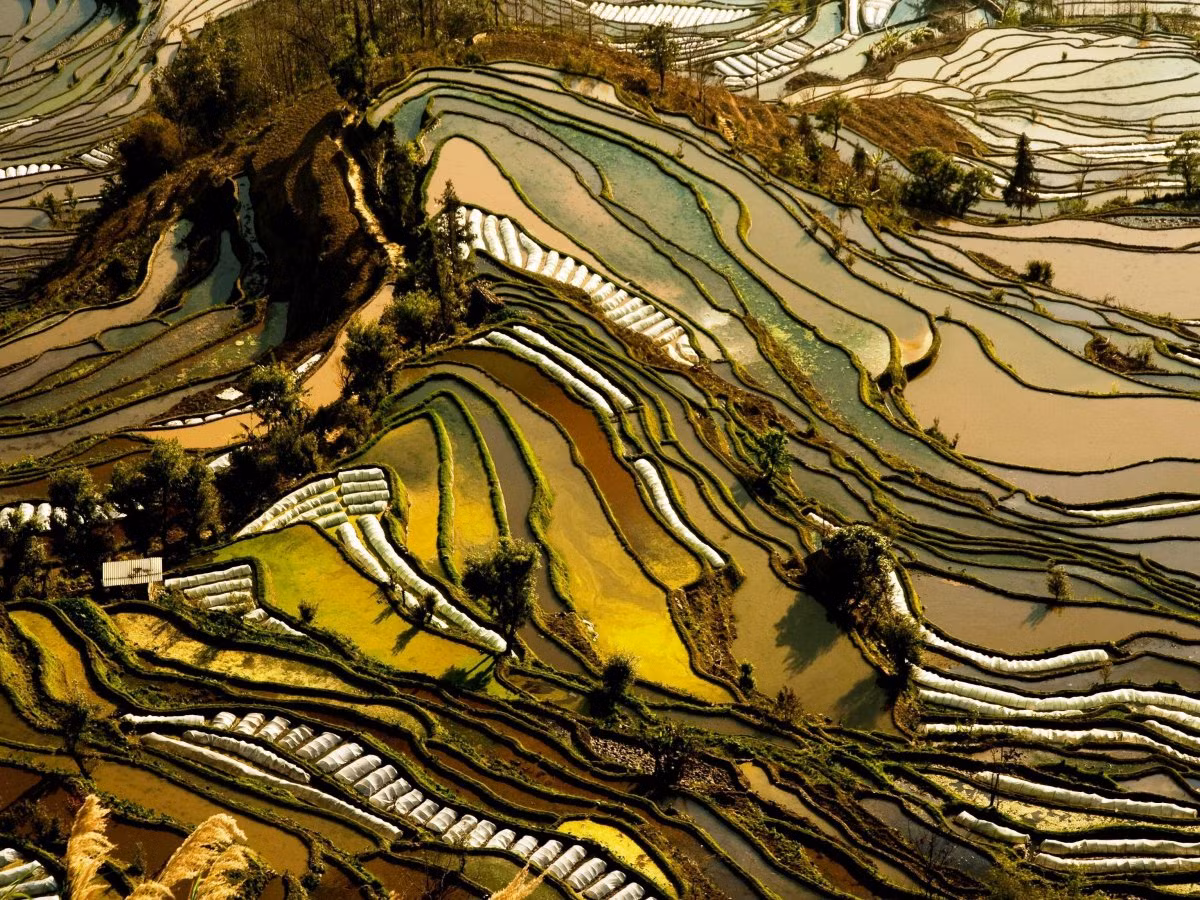 Ruộng bậc thang của tỉnh Vân Nam, Trung Quốc gây ấn tượng với cảnh quan tuyệt đẹp như đang lạc bước vào trường quay của một bộ phim khoa học viễn tưởng.