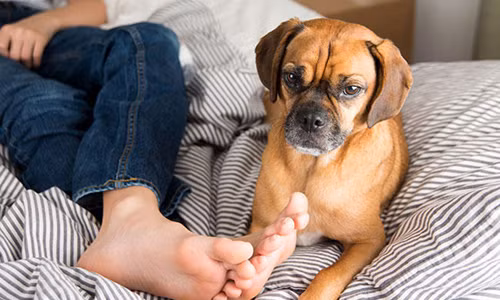 Thu pham khien chan “boc mui” va cach khu hoi chan triet de