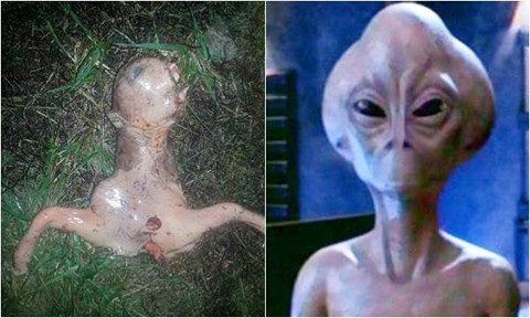 Phát hiện xác người ngoài hành tinh sau sân nhà. Tháng 12/2015, một người phụ nữ tên Gianna Peponis ở California (Mỹ), đã rùng mình khi phát hiện một sinh vật kỳ dị màu hồng, nhớt, cơ thể còn một nửa ngay tại sân sau nhà mình. Sự việc này khiến mọi người trong khu vực xôn xao về nguồn gốc cũng như thông tin chính xác về loài sinh vật lạ này. Một số người cho rằng đây là người ngoài hành tinh. Người khác chắc chắn đây là "facehugger" - quái vật ghê rợn nhất do con người tưởng tượng ra. 