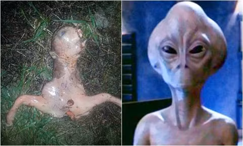 Phát hiện xác người ngoài hành tinh sau sân nhà. Tháng 12/2015, một người phụ nữ tên Gianna Peponis ở California (Mỹ), đã rùng mình khi phát hiện một sinh vật kỳ dị màu hồng, nhớt, cơ thể còn một nửa ngay tại sân sau nhà mình. Sự việc này khiến mọi người trong khu vực xôn xao về nguồn gốc cũng như thông tin chính xác về loài sinh vật lạ này. Một số người cho rằng đây là người ngoài hành tinh. Người khác chắc chắn đây là "facehugger" - quái vật ghê rợn nhất do con người tưởng tượng ra. 