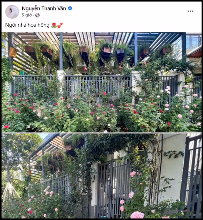 Cay thong dac biet ben trong ngoi nha cua MC Van Hugo-Hinh-9
