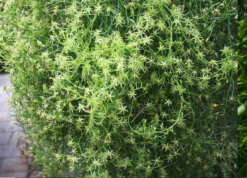 Phát triển từ củ giống như củ hành, hành leo phát triển xanh mướt và có tốc độ leo rất nhanh, giống với hoa tóc tiên.