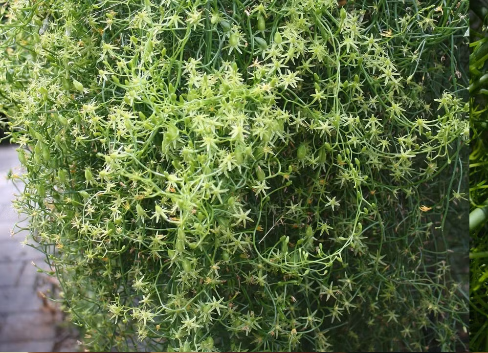 Phát triển từ củ giống như củ hành, hành leo phát triển xanh mướt và có tốc độ leo rất nhanh, giống với hoa tóc tiên.