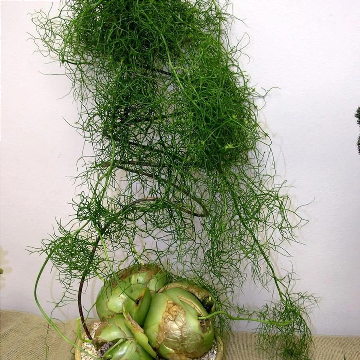 Hành leo thực sự là một cây cảnh phù hợp với những người thích trồng cây nhưng lại lười chăm sóc.