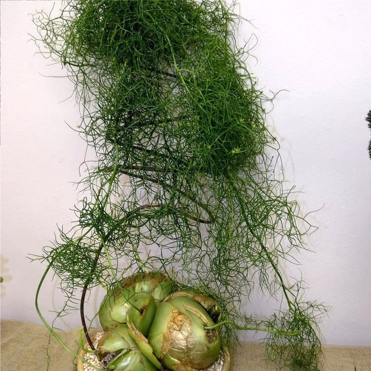 Hành leo thực sự là một cây cảnh phù hợp với những người thích trồng cây nhưng lại lười chăm sóc.