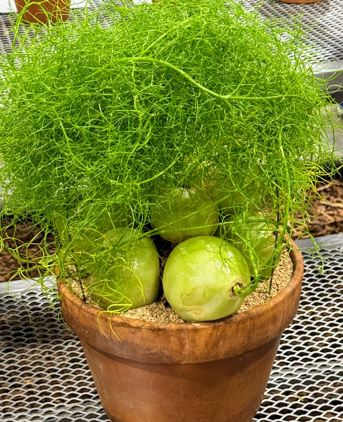 Dọc theo thân cây xuất hiện nhiều bông hoa màu vàng lục và trắng, tạo thành những ngôi sao 6 cánh, trông giống hoa măng tây.