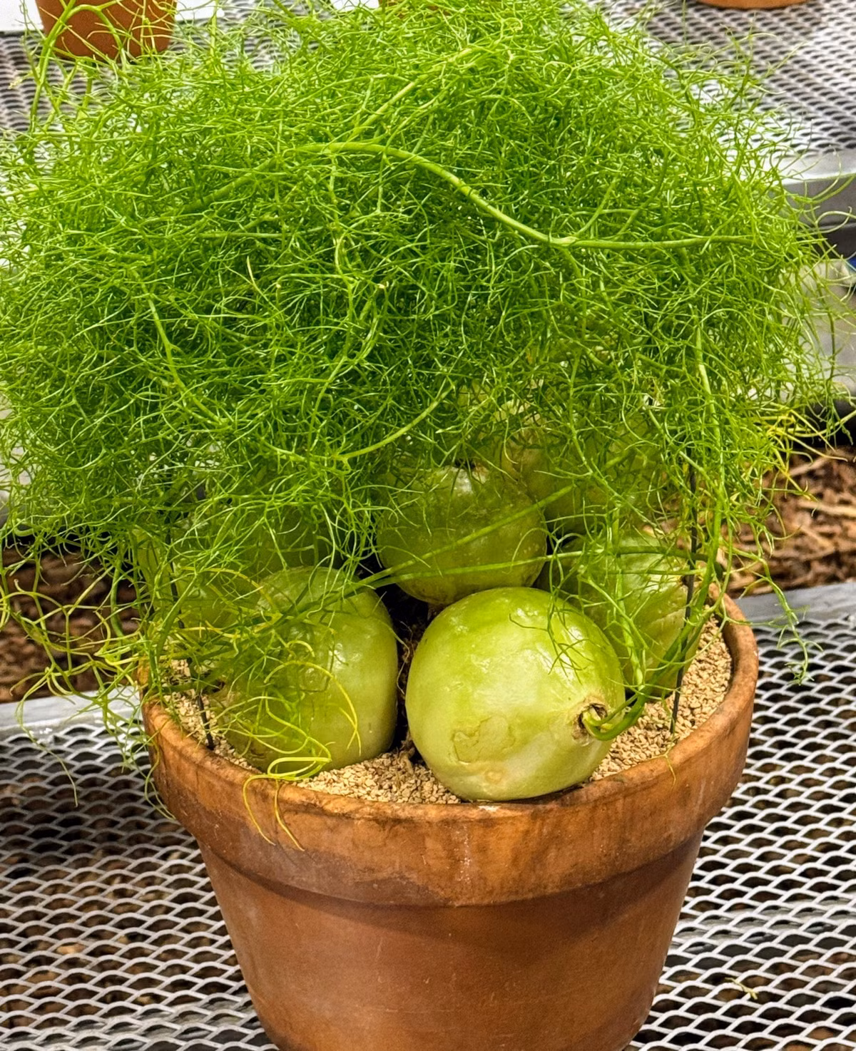 Dọc theo thân cây xuất hiện nhiều bông hoa màu vàng lục và trắng, tạo thành những ngôi sao 6 cánh, trông giống hoa măng tây.