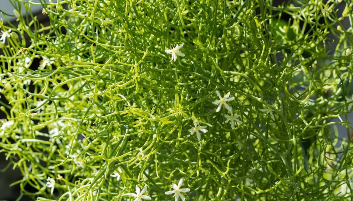 Muốn nhân giống cây cảnh này, có thể tách củ giống (chồi bên) từ những củ chính.