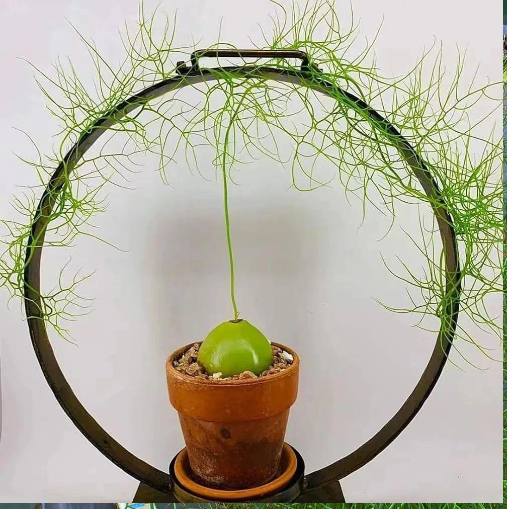 Chỉ cần có ánh nắng chói chang và môi trường ấm áp là có thể phát triển bình thường.