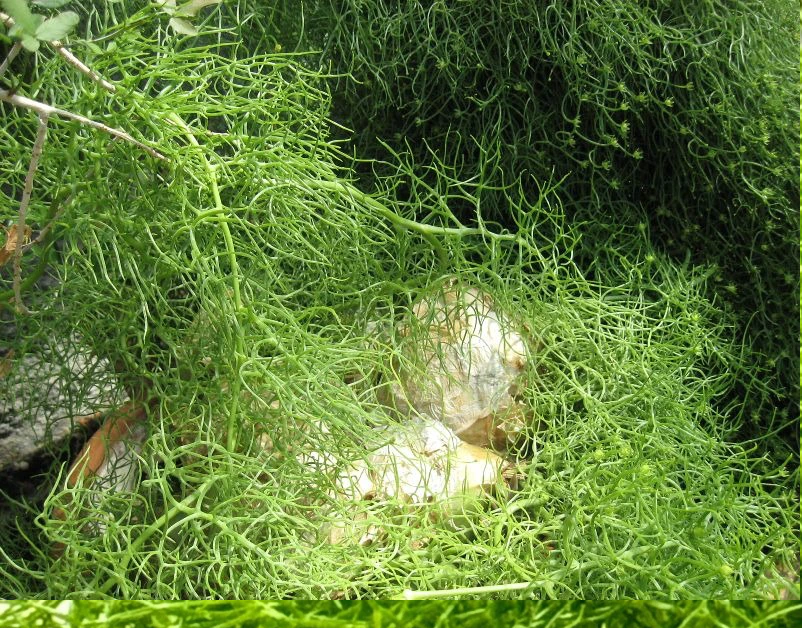 Hoa nở từ tháng 1 đến tháng 3 hằng năm trong điều kiện có nắng vừa đến đầy đủ. Hoa nhìn tinh tế, xinh xắn, nhưng mùi hoa lại không dễ chịu.