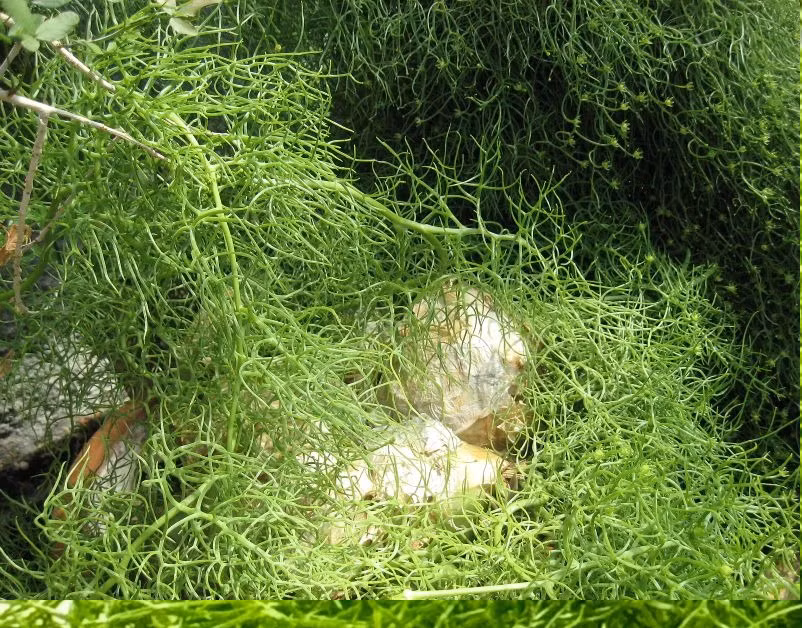 Hoa nở từ tháng 1 đến tháng 3 hằng năm trong điều kiện có nắng vừa đến đầy đủ. Hoa nhìn tinh tế, xinh xắn, nhưng mùi hoa lại không dễ chịu.