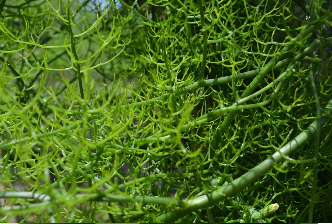 Điều thú vị, tuy được gọi là "hành" nhưng hành leo lại không hề liên quan đến họ hành, thay vào đó, lại là thành viên của gia đình nhà hoa huệ Asparagaceae.