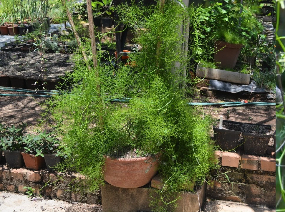 Cây này không cần phải chăm bón cầu kỳ. Vào mùa xuân hoặc mùa thu, có thể rắc một ít phân tan chậm lên mép đất trong chậu, lượng ít hơn bình thường là được.