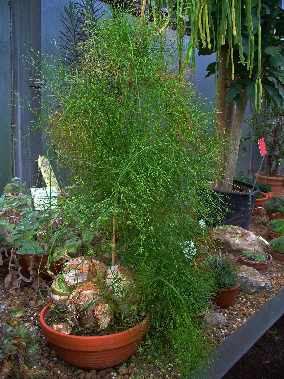 Có nguồn gốc từ miền đông và miền nam châu Phi, hành leo phù hợp với khí hậu khô và ấm quanh năm.