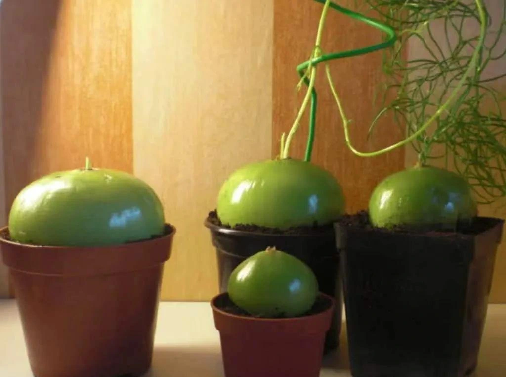  Hành leo hay còn gọi là hành biển, có tên gọi tiếng Anh là Climbing Sea Onion, Climbing Onion, Sea Onion, Zulu Potato, Climbing Potato (nghĩa là hành biển leo, hành leo, hành biển, khoai tây leo), tên khoa học là Bowiea volubilis.