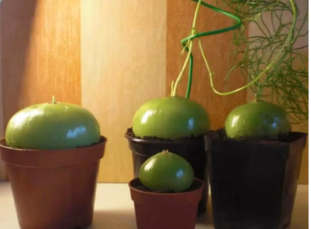  Hành leo hay còn gọi là hành biển, có tên gọi tiếng Anh là Climbing Sea Onion, Climbing Onion, Sea Onion, Zulu Potato, Climbing Potato (nghĩa là hành biển leo, hành leo, hành biển, khoai tây leo), tên khoa học là Bowiea volubilis.