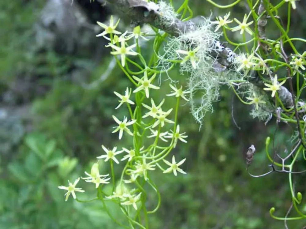 Hành leo không có nhu cầu nhiều về nước, nếu tưới quá thường xuyên sẽ dễ dẫn đến thối rễ và thân.