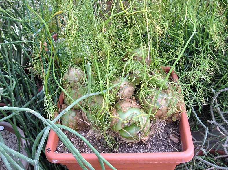 Hành leo hầu như không có sâu bệnh, chỉ có bệnh thối rễ - một bệnh phòng tránh được nếu thoát nước đầy đủ.