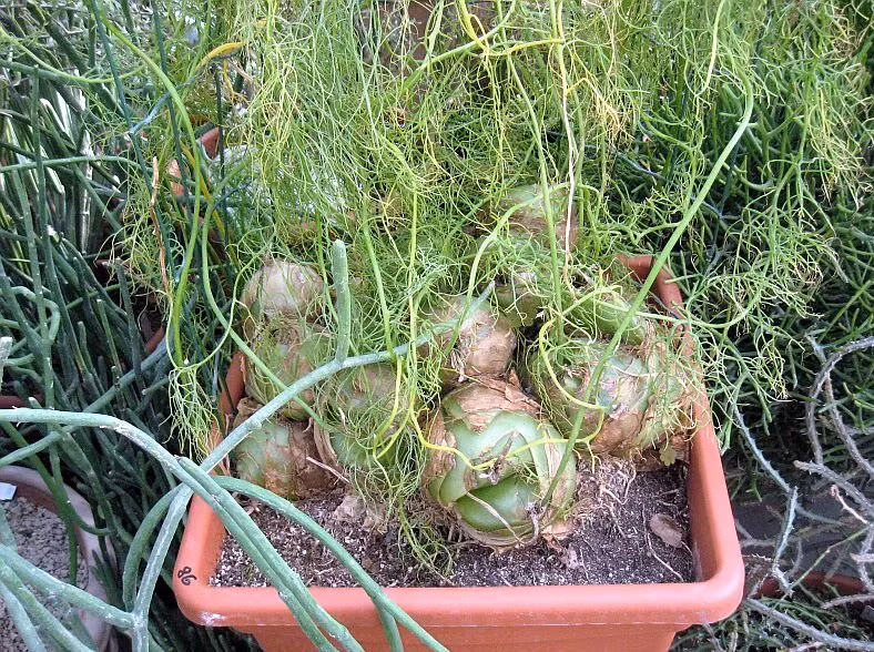 Hành leo hầu như không có sâu bệnh, chỉ có bệnh thối rễ - một bệnh phòng tránh được nếu thoát nước đầy đủ.