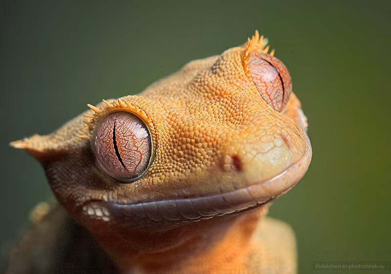 Nhiếp ảnh gia người Ba Lan, Igor Siwanowicz thực sự là một bậc thầy trong việc chụp chân dung của những "hot boy, hot girl" thế giới động vật nhỏ, chủ yếu là các loài côn trùng, bò sát và lưỡng cư. (Theo Smalliving)