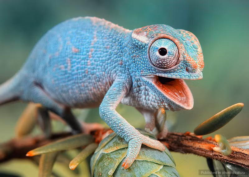 Chính vì vậy, ở bất cứ bức ảnh nào của Igor Siwanowicz, người xem cũng có thể dễ dàng nhận ra được vẻ đẹp của những người mẫu động vật ngẫu nhiên. (Theo Smalliving)