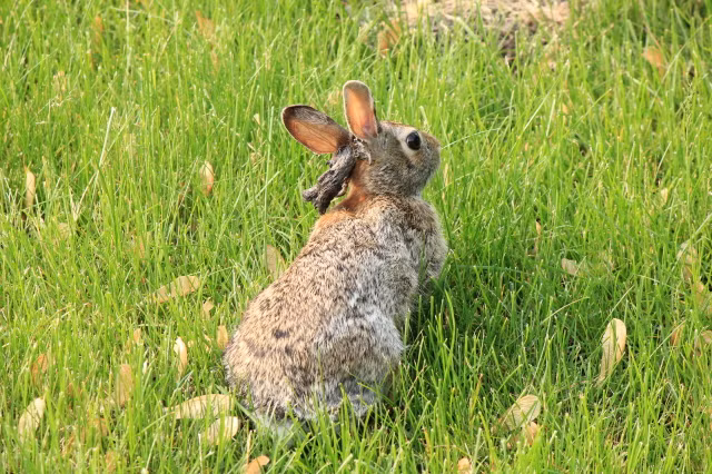 Chú thỏ này mới đang ở giai đoạn bệnh nhẹ, chỉ có một chiếc sừng đen mọc trên đầu, không mấy ảnh hưởng đến việc ăn uống, sinh hoạt của nó. (Theo Allexperts)
