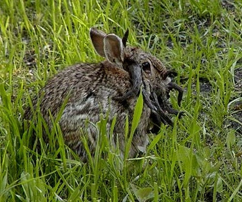 Ngoại hình đặc biệt quỷ dị khiến nhiều người lần đầu nhìn thấy chúng giật mình hoảng sợ. (Theo Iwilltrytobereasonable)
