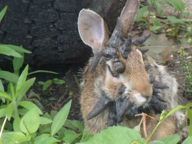 Nhiễm phải loại virus này, chú thỏ nâu mọc sừng khắp vùng đầu trông rất đáng sợ, chẳng khác nào một con quái vật nhỏ bé đến từ địa ngục. (Theo Viral Nova)